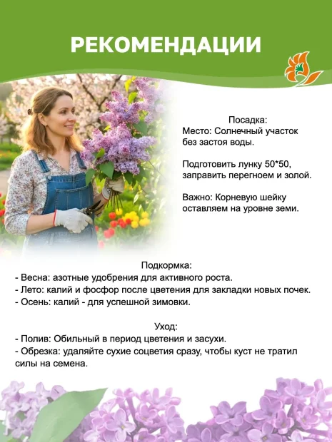 Сирень Катюша (обыкновенная) саженцы 