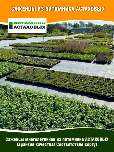 Дербенник Леди Сэквилл, иволистный
