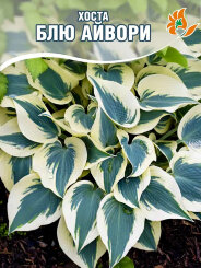 Хоста Блю Айвори Хоста Блю Айвори