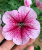 Петуния ампельная Опера Малиновые жилки семена