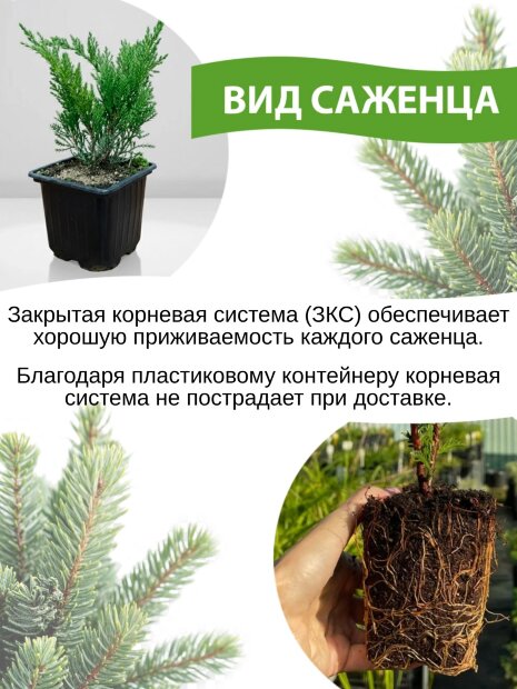 Кипарисовик Санголд (горохоплодный)