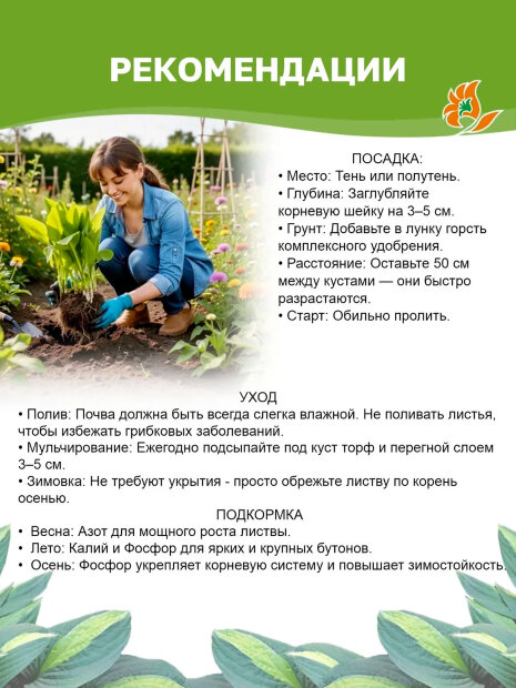Хоста Манки Бизнес 