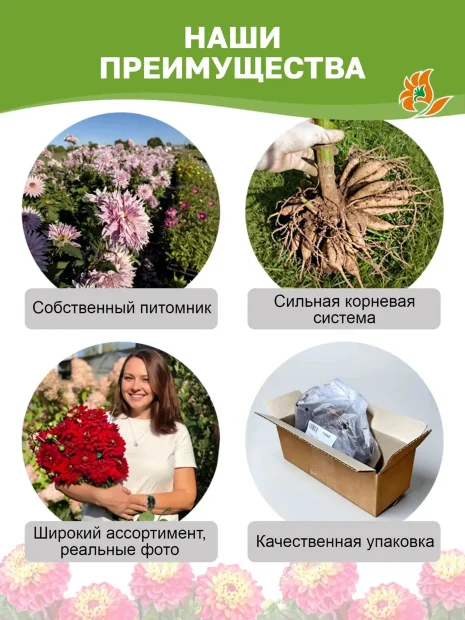 Георгин Фринжед Стар (кактусовидный)