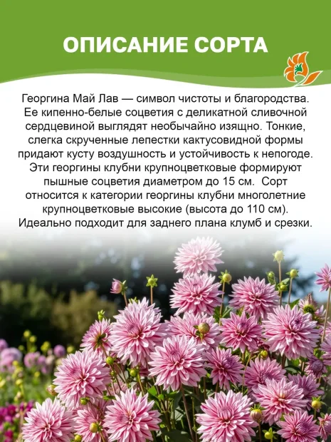 Георгин Май Лав (кактусовидный)