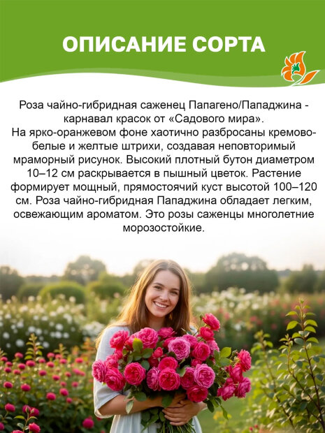 Роза Пападжина/Папагено