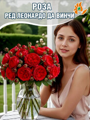 Роза Ред Леонардо да Винчи