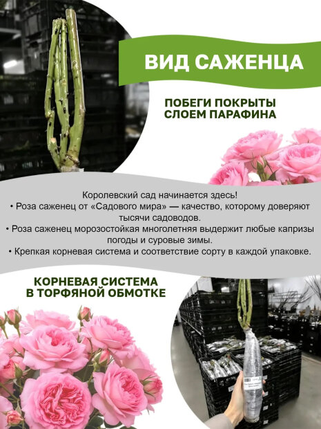 Роза Андре Брише