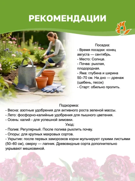 Пион Эдулис Суперба (травянистый)