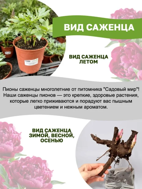 Пион Эдулис Суперба (травянистый)