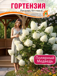Гортензия Полярный Медведь (Polar Bear)
