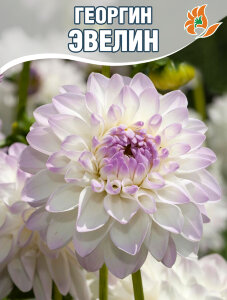 Георгин Эвелин (декоративный)