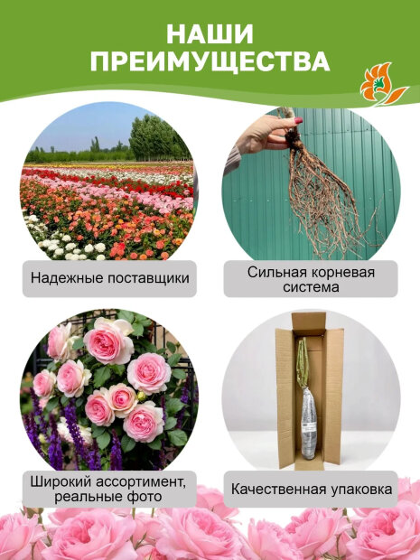 Роза Беатрис 