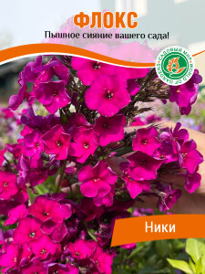 Флокс Ники Флокс Ники