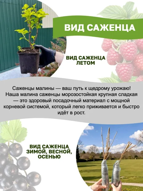 Малина Блэк Джевел саженцы 