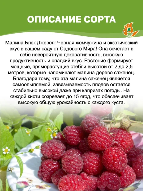 Малина Блэк Джевел саженцы 