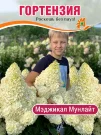 Гортензия Мэджикал Мунлайт (метельчатая) Гортензия Мэджикал Мунлайт (метельчатая)