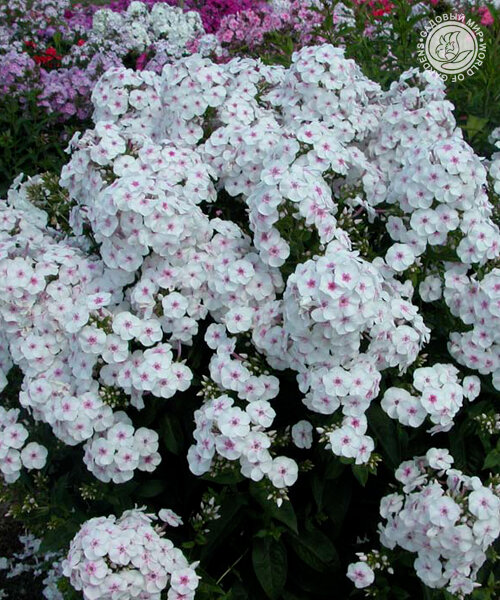 Флокс Весенний сад