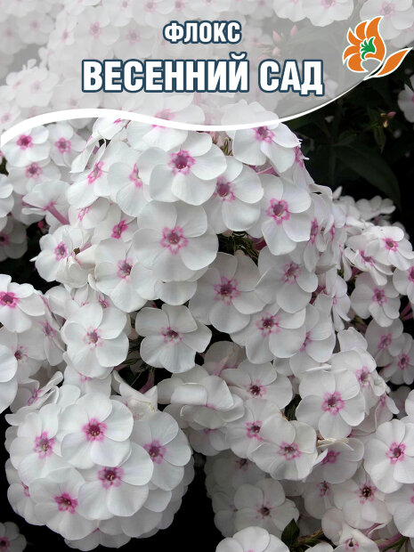 Флокс Весенний сад
