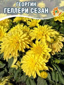 Георгин Геллери Сезан (низкорослый) Георгин Геллери Сезан (низкорослый)