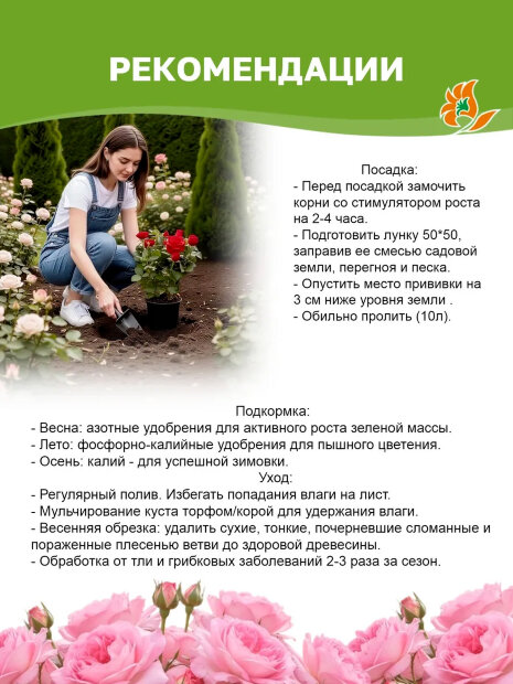 Роза Корал Желе 