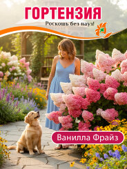 Гортензия Ванилла Фрайз Гортензия Ванилла Фрайз