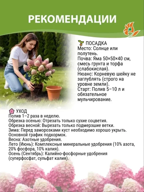 Гортензия Ванилла Фрайз (метельчатая)  саженцы 