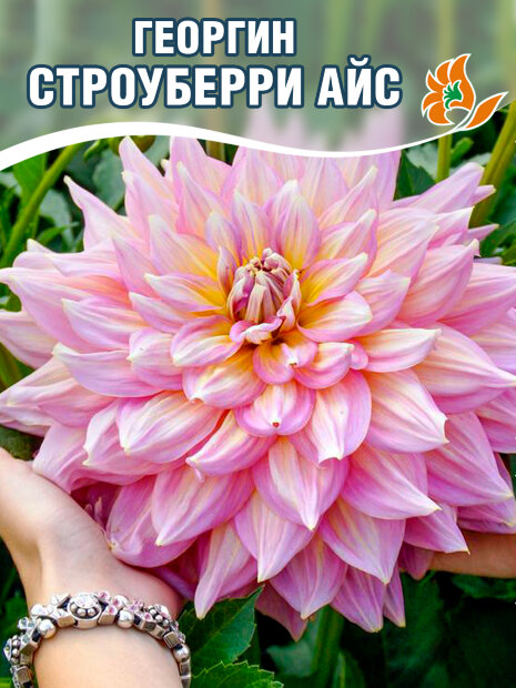 Георгин Строуберри Айс (крупноцветковый)