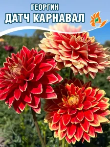 Георгин Датч Карнавал (декоративный) Георгин Датч Карнавал (декоративный)