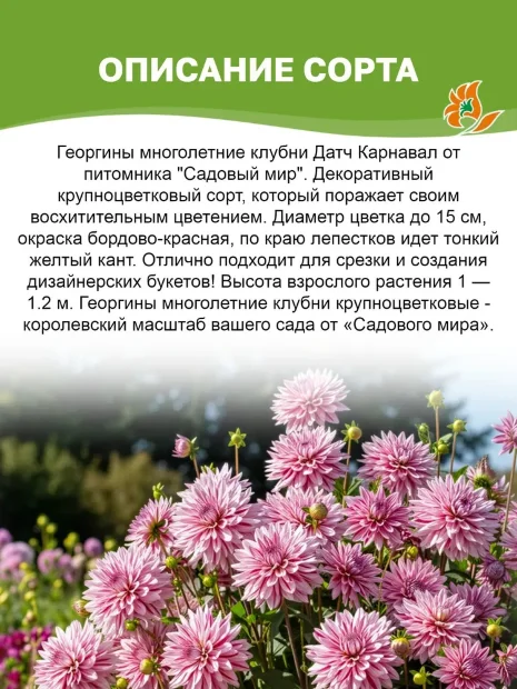 Георгин Датч Карнавал (декоративный)