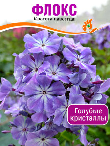 Флокс Голубые Кристаллы Флокс Голубые Кристаллы