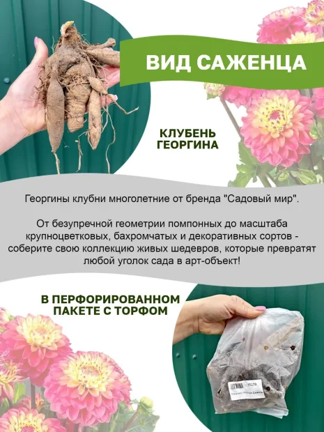 Георгин Зидлерштольц (низкорослый)
