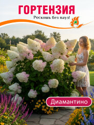 Гортензия Диамантино