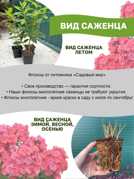 Флокс Римма