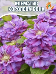 Клематис Королева Бона Клематис Королева Бона