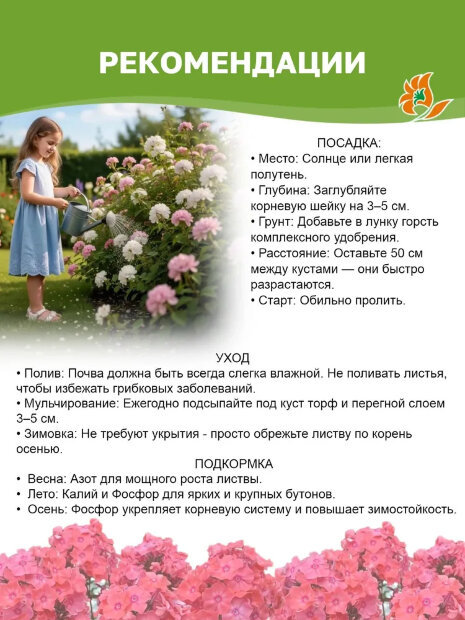 Флокс Суфле-Смородина