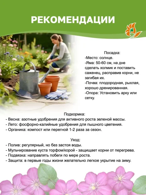 Клематис Май Бьюти (крупноцветковый)  саженцы 