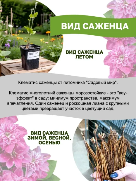 Клематис Май Бьюти (крупноцветковый)  саженцы 