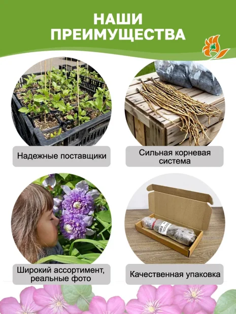 Клематис Май Бьюти (крупноцветковый)  саженцы 