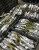 Роза Ред Пиано/Пиано