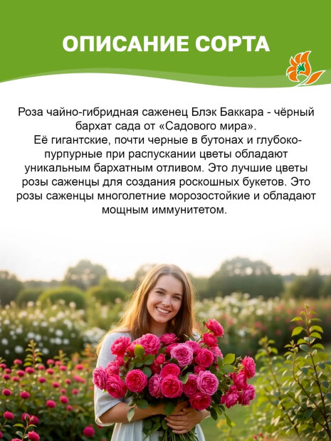 Роза Блэк Баккара