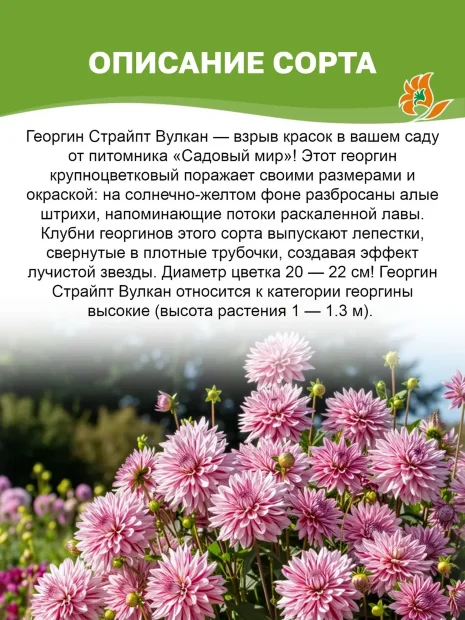 Георгин Страйпд Вулкан (кактусовидный)
