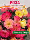 Роза Триколор Фейри (почвопокровная) Роза Триколор Фейри (почвопокровная)
