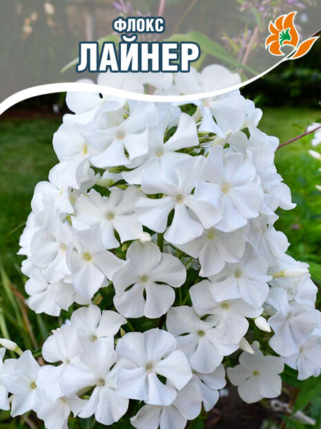 Флокс Лайнер (Р9)