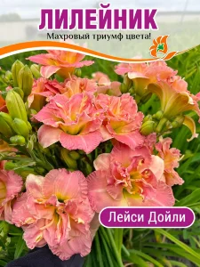 Лилейник Лейси Дойли Лилейник Лейси Дойли