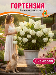 Гортензия Скайфолл Гортензия Скайфолл