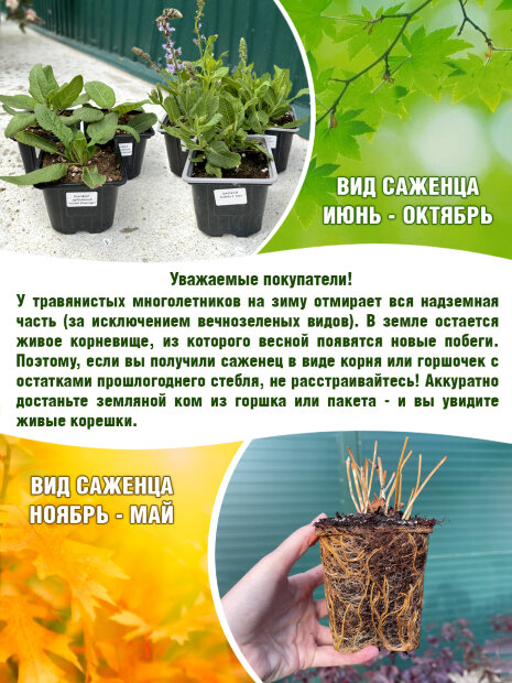 Камнеломка Розеа, Арендса