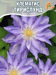 Клематис Тирислунд Клематис Тирислунд