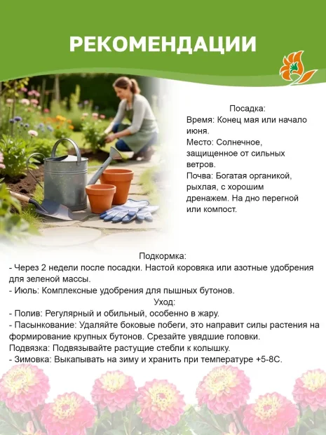 Георгин Джипси Найт (помпонный)