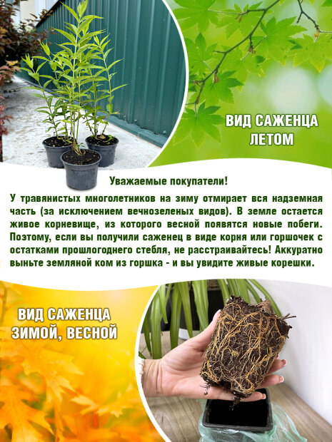 Флокс Сильфида