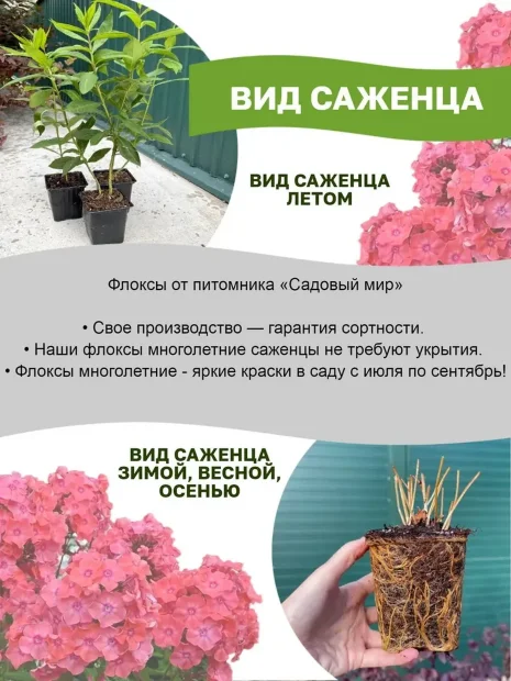 Флокс Сильфида